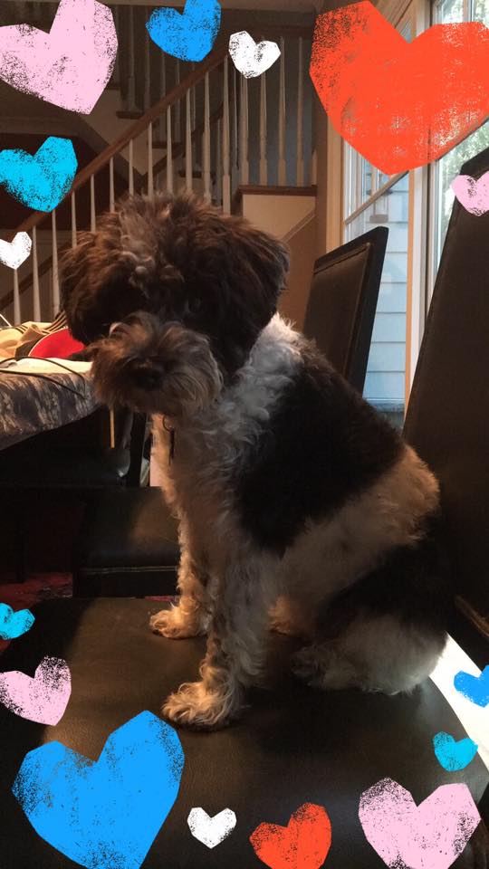 small teddy bear schnoodle